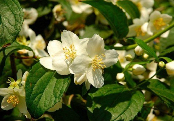  عکس گل یاس برای پروفایل