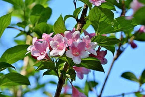  عکس گل یاس برای پروفایل