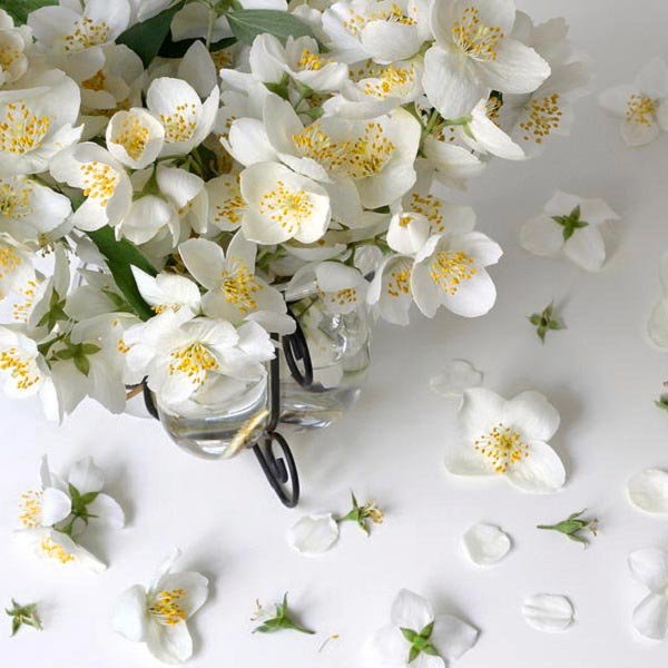 عکس گل یاس برای پروفایل