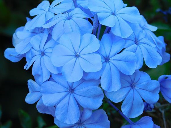  عکس گل یاس برای پروفایل