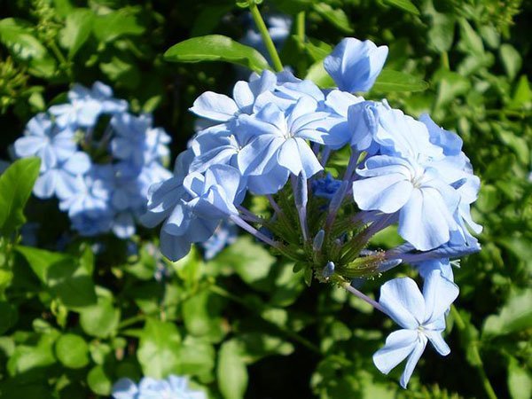  عکس گل یاس برای پروفایل