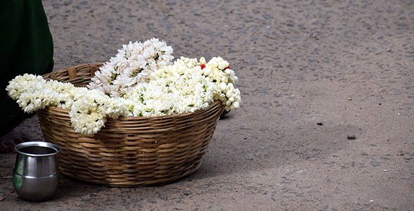  عکس گل یاس برای پروفایل