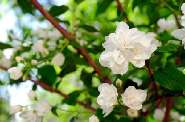  عکس گل یاس برای پروفایل