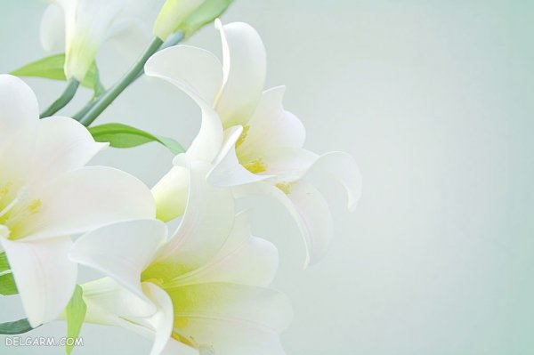  عکس های گل سوسن (لیلیوم) برای پروفایل