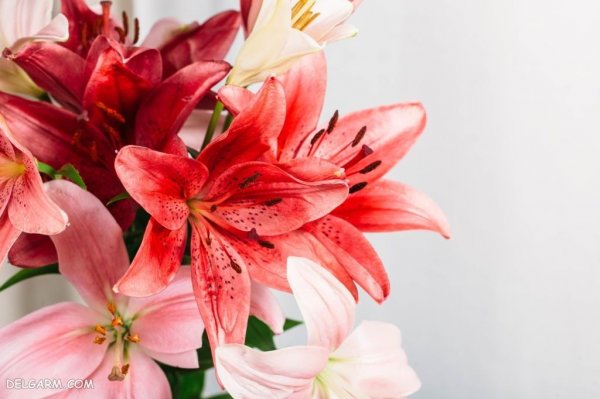  عکس های گل سوسن (لیلیوم) برای پروفایل
