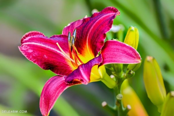  عکس های گل سوسن (لیلیوم) برای پروفایل