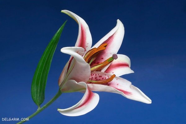  عکس های گل سوسن (لیلیوم) برای پروفایل
