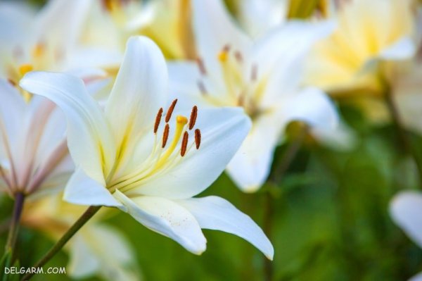  عکس های گل سوسن (لیلیوم) برای پروفایل