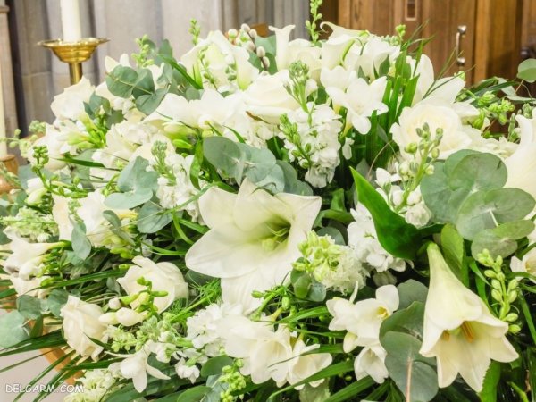  عکس های گل سوسن (لیلیوم) برای پروفایل