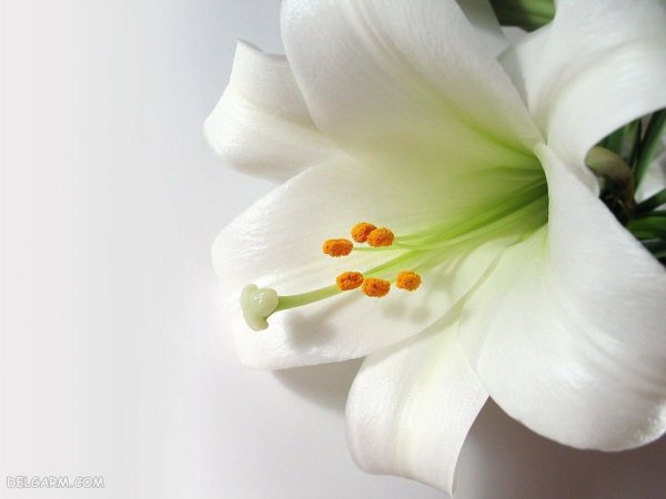  عکس های گل سوسن (لیلیوم) برای پروفایل