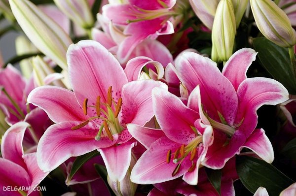  عکس های گل سوسن (لیلیوم) برای پروفایل