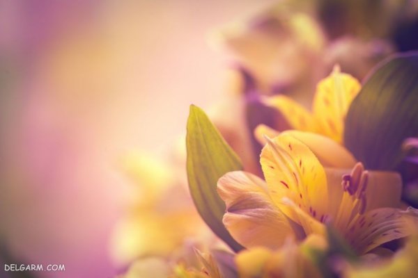  عکس های گل سوسن (لیلیوم) برای پروفایل