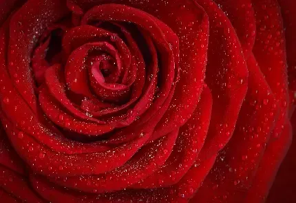  دانلود عکس گل های قرمز