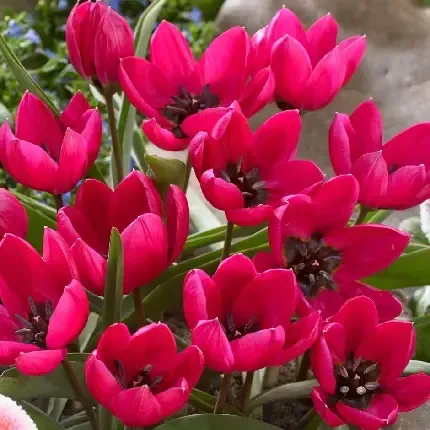  دانلود عکس گل های قرمز