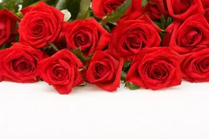  دانلود عکس گل های قرمز