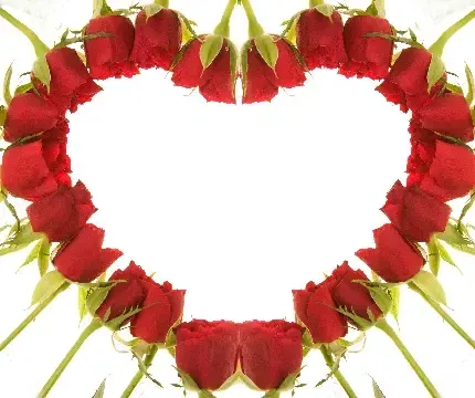  دانلود عکس گل های قرمز