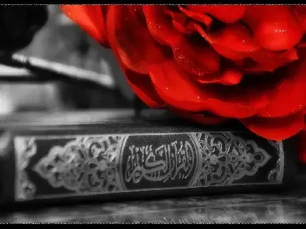  دانلود عکس گل های قرمز