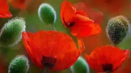  دانلود عکس گل های قرمز