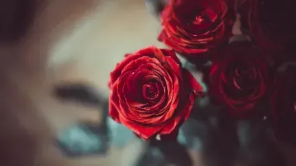 دانلود عکس گل های قرمز