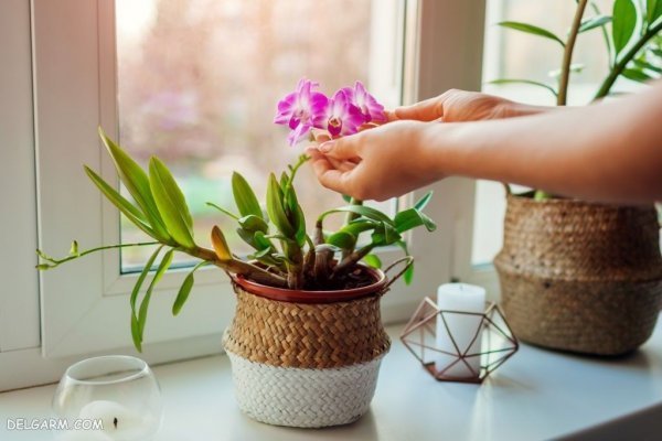  عکس گل ارکیده برای پروفایل
