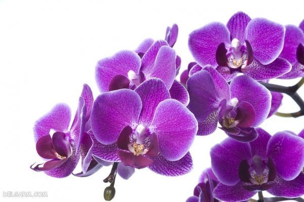  عکس گل ارکیده برای پروفایل