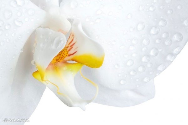  عکس گل ارکیده برای پروفایل