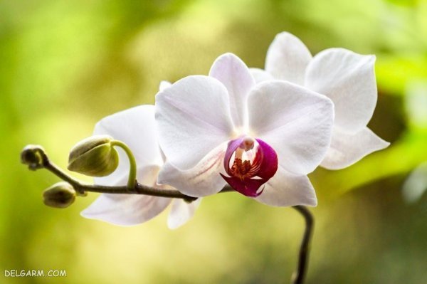  عکس گل ارکیده برای پروفایل