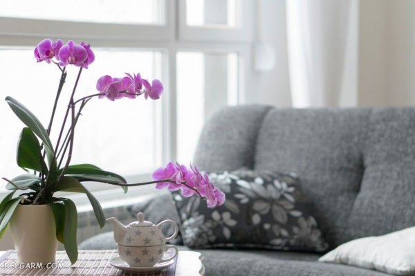  عکس گل ارکیده برای پروفایل
