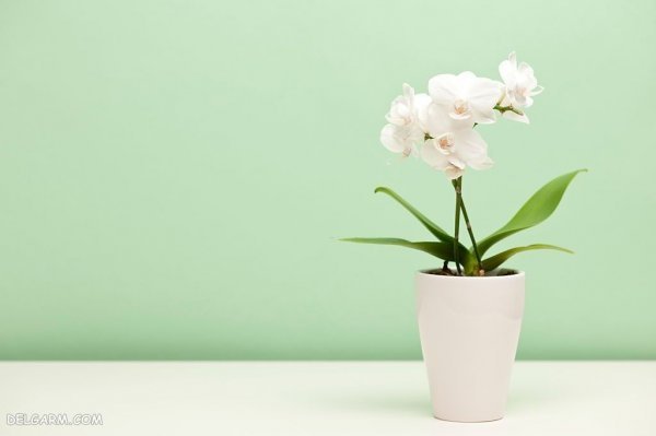 عکس گل ارکیده برای پروفایل