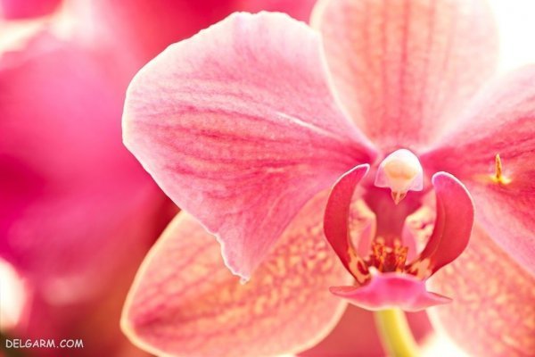 عکس گل ارکیده برای پروفایل