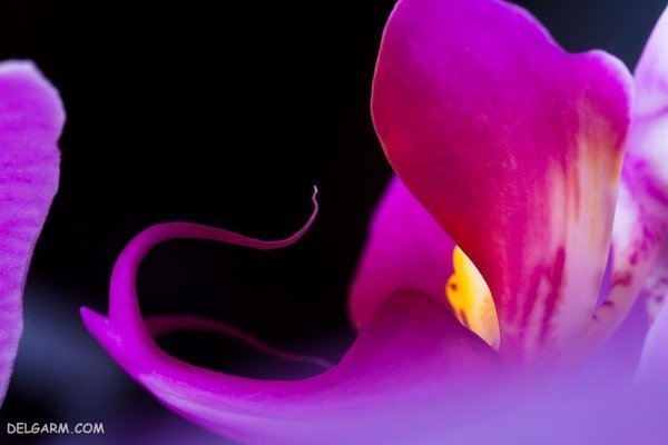  عکس گل ارکیده برای پروفایل
