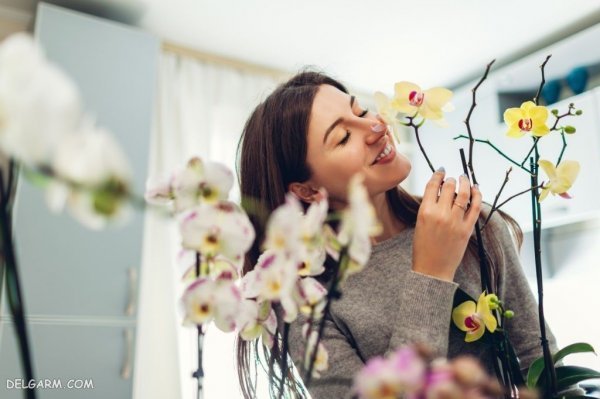  عکس گل ارکیده برای پروفایل