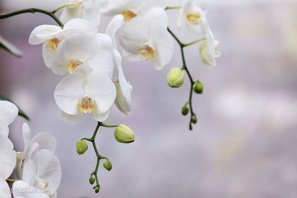  عکس گل ارکیده برای پروفایل