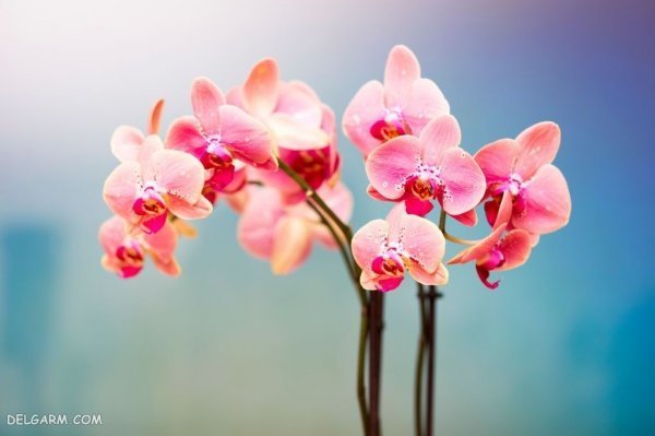  عکس گل ارکیده برای پروفایل
