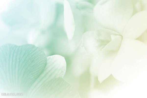  عکس گل ارکیده برای پروفایل