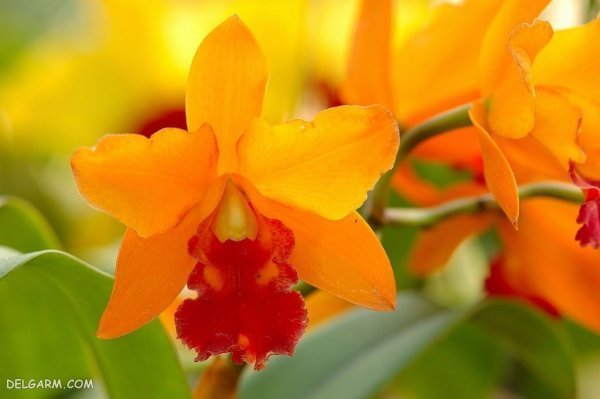  عکس گل ارکیده برای پروفایل