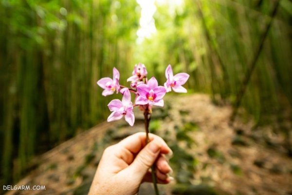  عکس گل ارکیده برای پروفایل