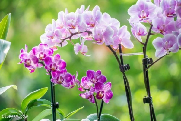  عکس گل ارکیده برای پروفایل