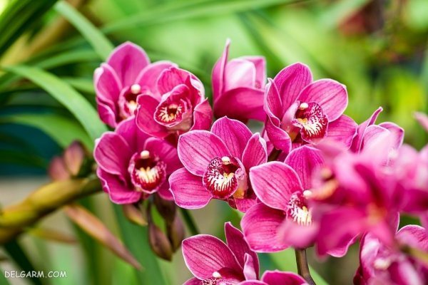  عکس گل ارکیده برای پروفایل