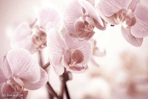  عکس گل ارکیده طبیعی