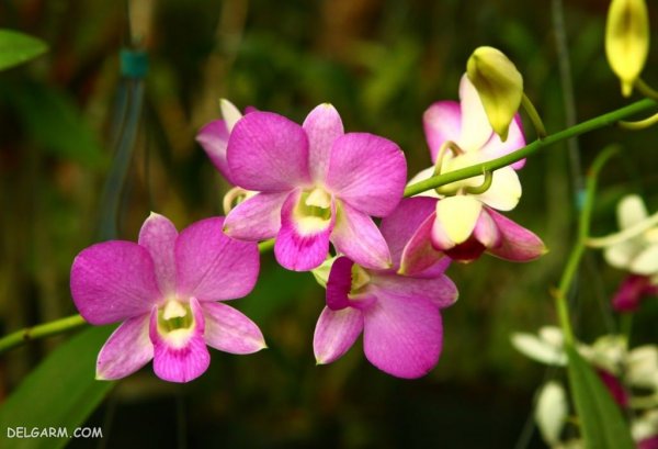  عکس گل ارکیده طبیعی