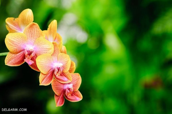  عکس گل ارکیده طبیعی