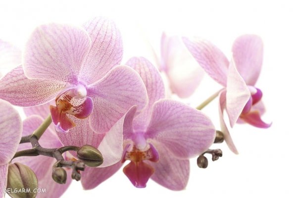  عکس گل ارکیده طبیعی