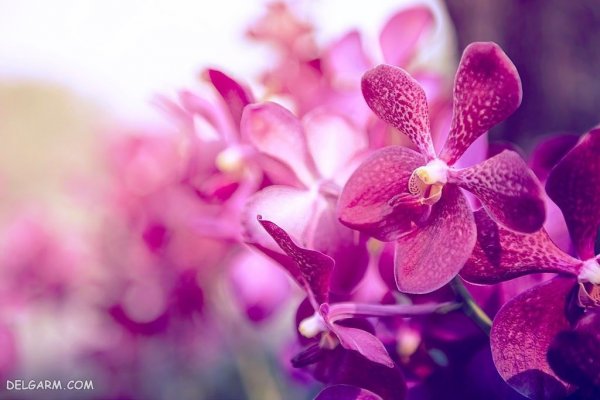  عکس گل ارکیده طبیعی