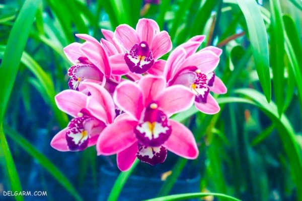  عکس گل ارکیده طبیعی