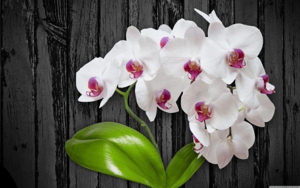  عکس گل ارکیده وحشی