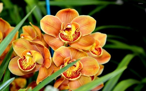  عکس گل ارکیده وحشی