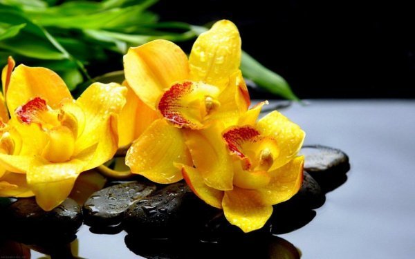  عکس گل ارکیده وحشی