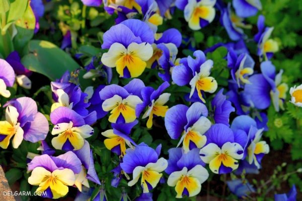  عکس گل بنفش برای پروفایل