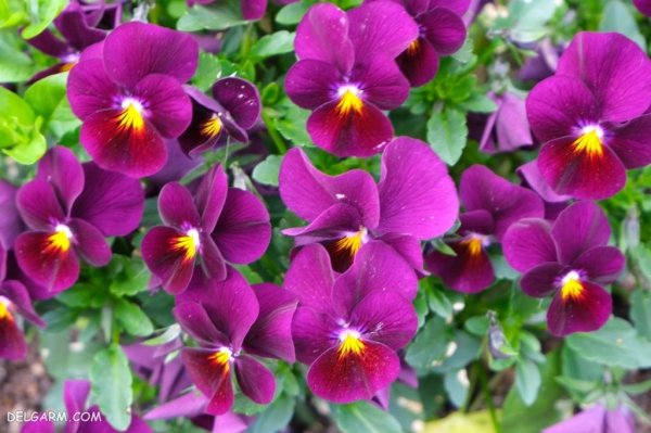  عکس گل بنفش برای پروفایل
